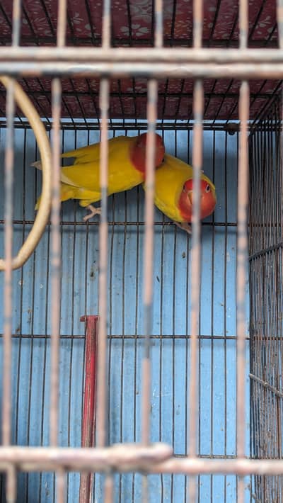 Love birds, cocktails, java , buges with chicks etc with cage