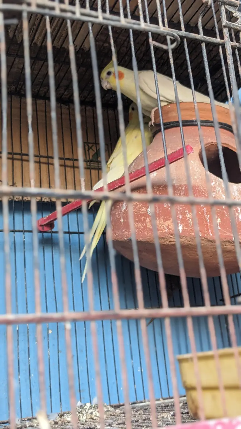 Love birds, Cocktails ,Java ,Buges with chicks,(2 cages, 8,6 Portion) — photo 2