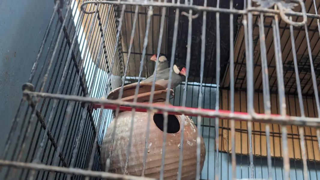 Love birds, Cocktails ,Java ,Buges with chicks,(2 cages, 8,6 Portion) — photo 3