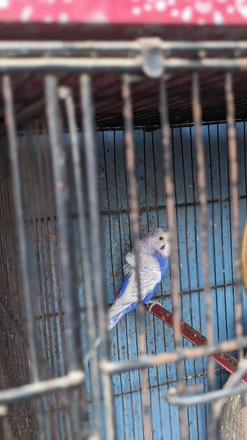 Love birds, Cocktails ,Java ,Buges with chicks,(2 cages, 8,6 Portion) — photo 4