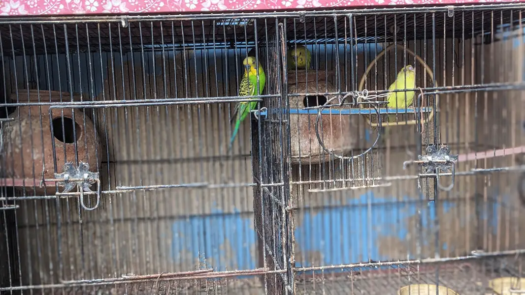 Love birds, Cocktails ,Java ,Buges with chicks,(2 cages, 8,6 Portion) — photo 5