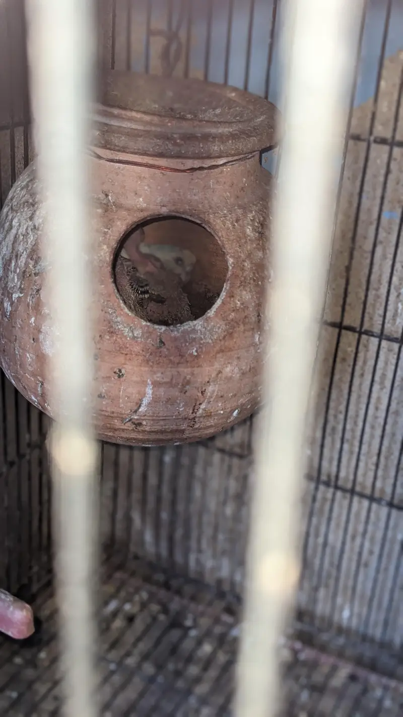 Love birds, Cocktails ,Java ,Buges with chicks,(2 cages, 8,6 Portion) — photo 6