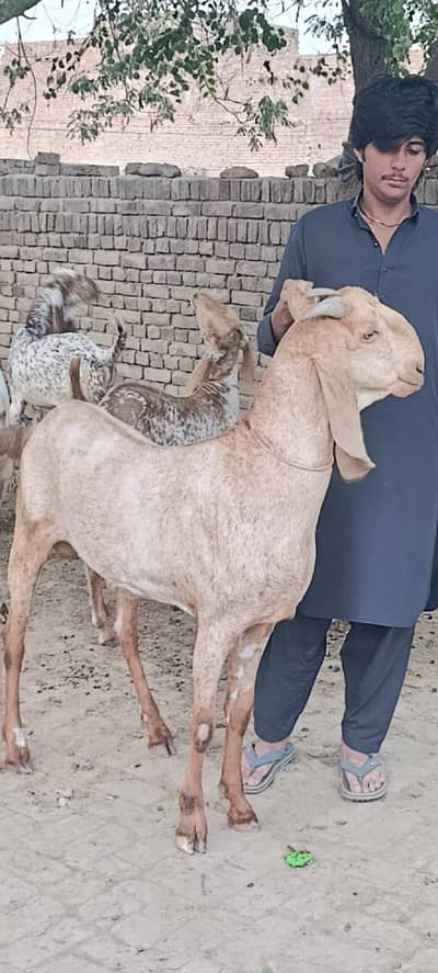 Eid qabri sale