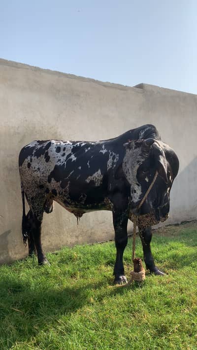 Fresh dunda Bachra for sale