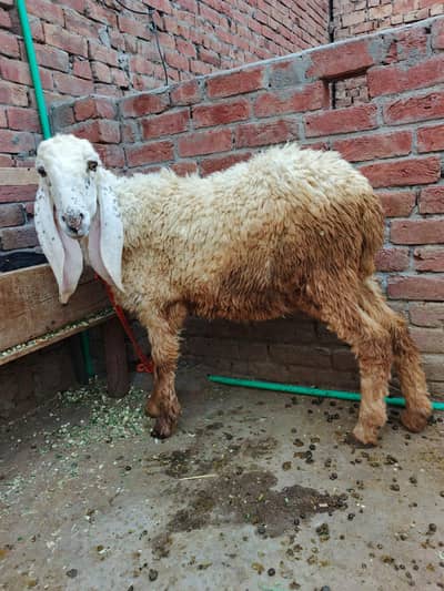 chatra for qurbani