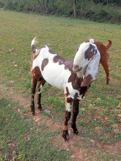 Qurabi k bakray for sale