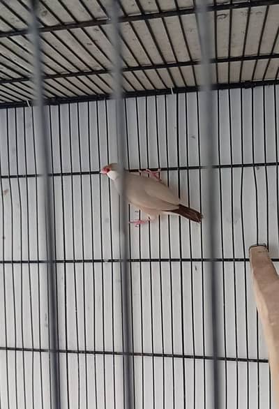 Fawn java breeder pair