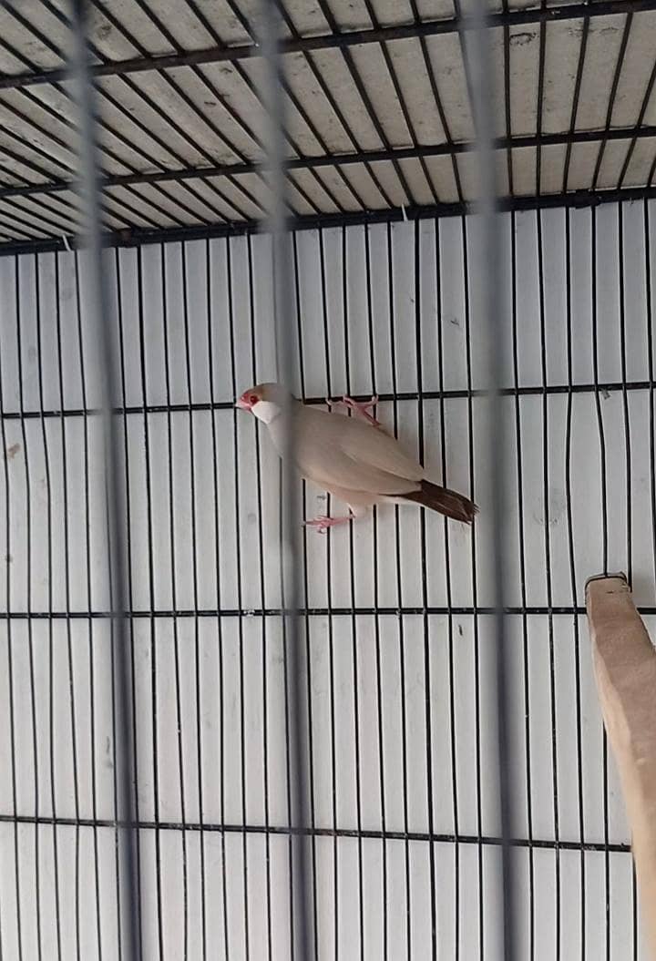 Fawn java breeder pair 0