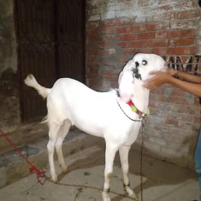 Bakra Qurbani