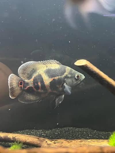 oscar for sale