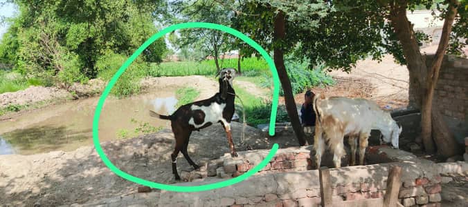 2nda bakra