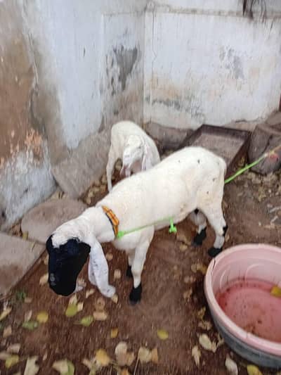 Ghar ke palay hoye 3 dhumbe for sell