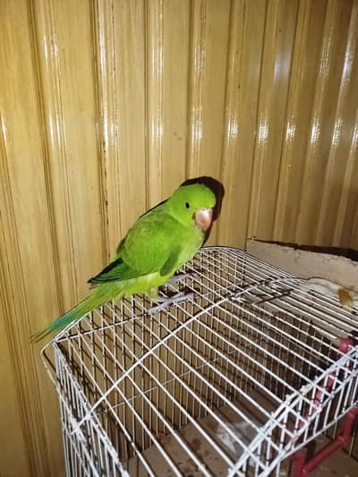 Parrot for Sale 4 months old
