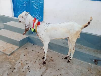 Bakra qurbani wala
