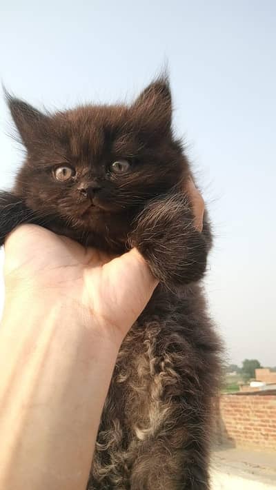 Persian cat pair