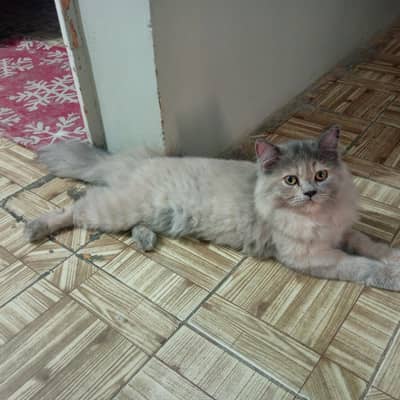 persian kitten
