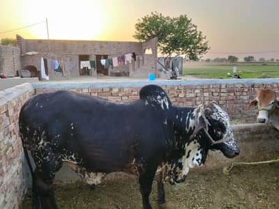 qurbani k janwar munasib qammet pr han (03403577528)