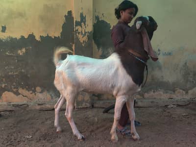 breeder bakra
