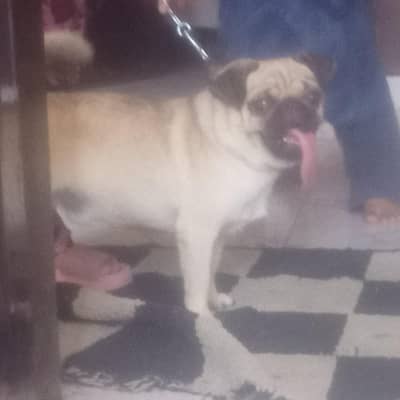 dog ko Koi issu ni h this dog is very active and clever  paiso ki need