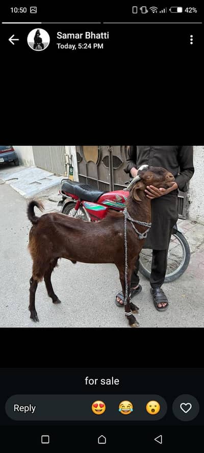 Sindhi bakra