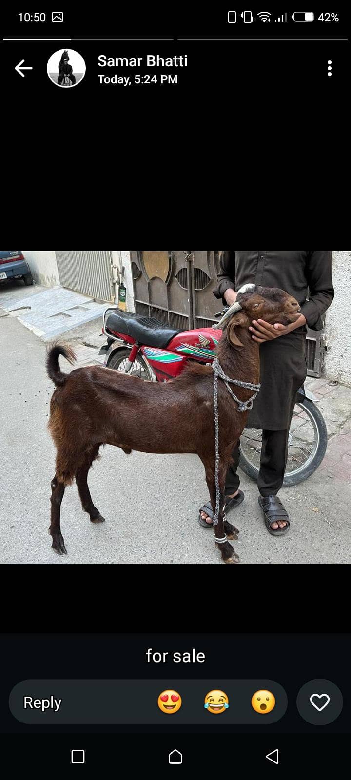 Sindhi bakra 0