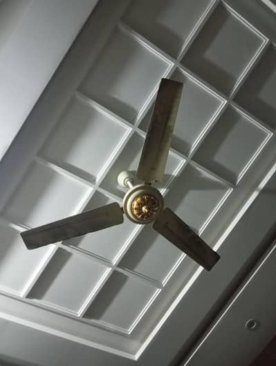 Amber Fan