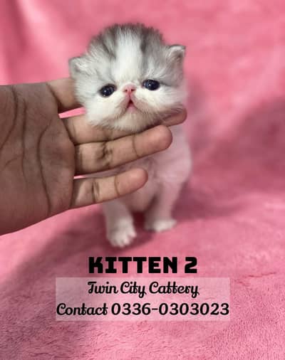 Persian Kittens in Peke piki peki face cat