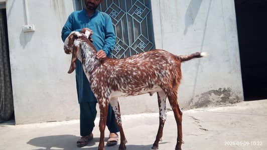 Makhi cheena Bakra for sale | Bakra for Eid UL Adha