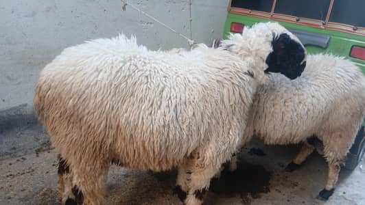 bakra for eid gr k pally hoy ha