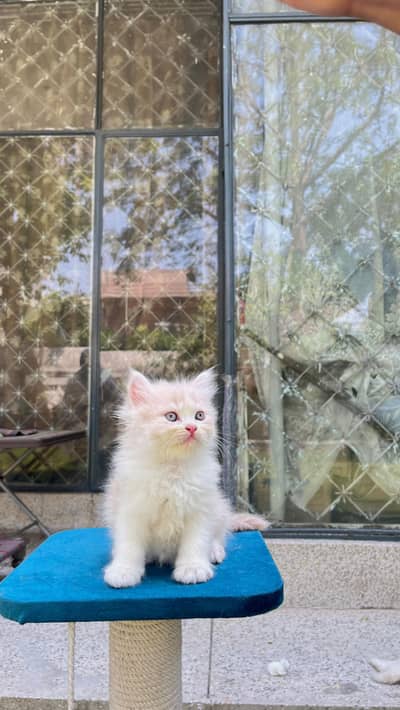 Persian Triple Coat Kittens