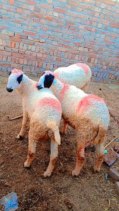 healthy lohi chatra  30__35 kg for sale qurbani ka leya