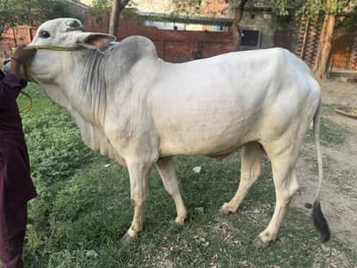 Washa Sale for Eid offer 2026