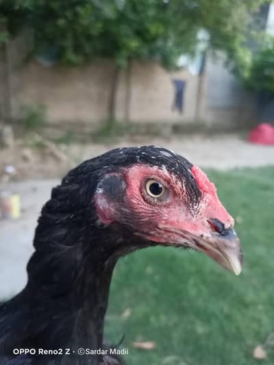 Aseel Madi mushki heera chicks also availble