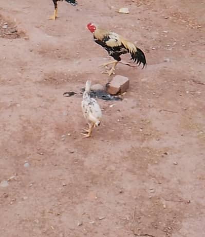 full aseel hen