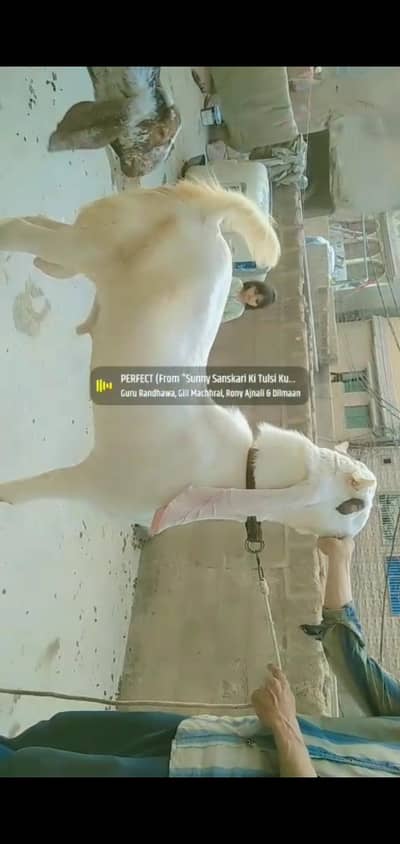 2DaantKa Gulabi Bakra Available