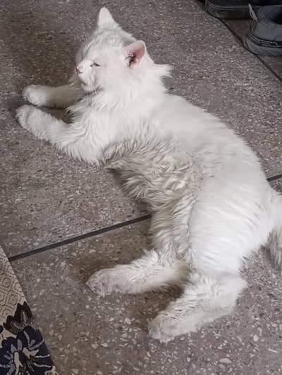 perstion cat for sale