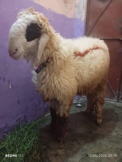 chatra