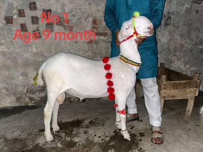 High quality Mundra chatre Ghar ke Pala hua hain