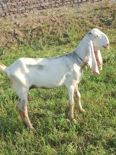 goat for sale pahla sohai 4 dant  call ,whatapp  03016121439