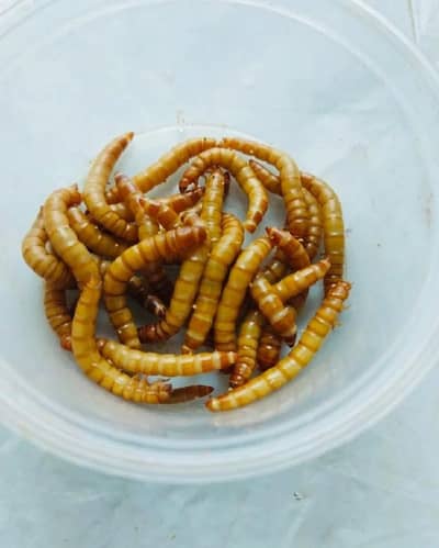 Live Mealworms in Pakistan mealworm larva available