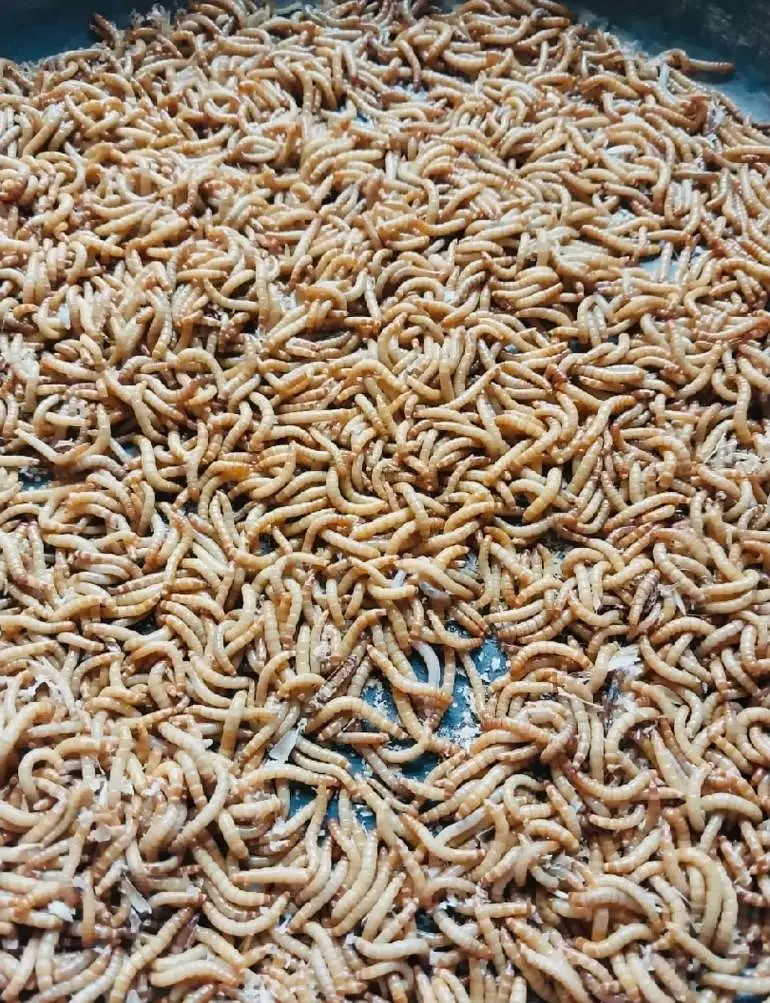 Live Mealworms in Pakistan mealworm larva available — photo 2