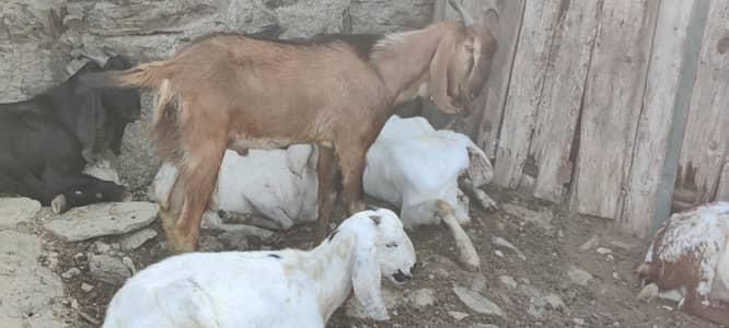 jangli
