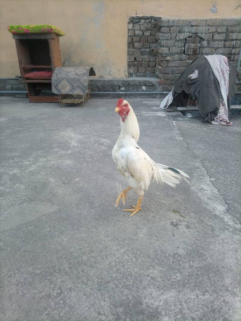 Aseel patha 2