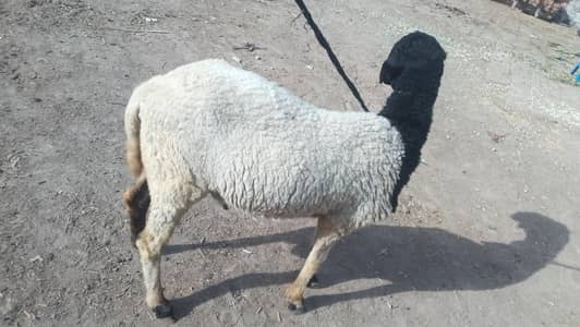 chatara