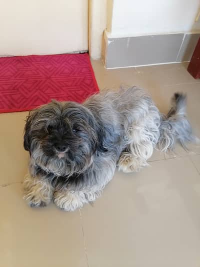 Shihtzu Pair