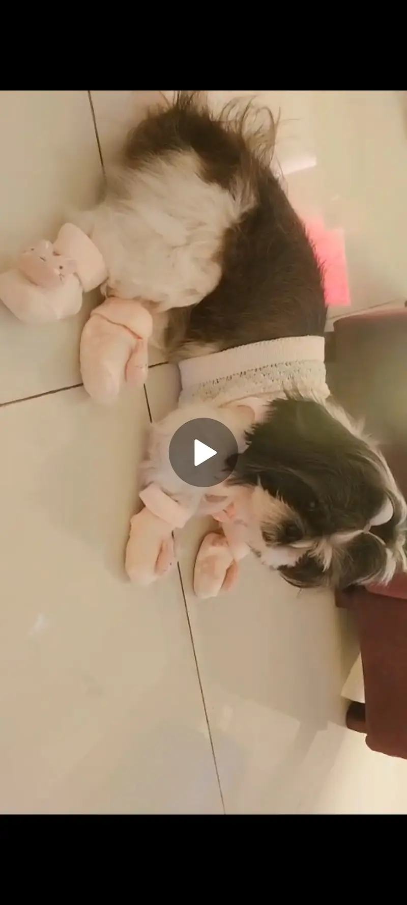 Shihtzu Female — photo 2