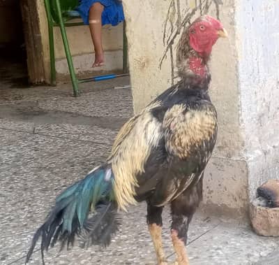 sale of java aseel hen Whatsapp 03459745032