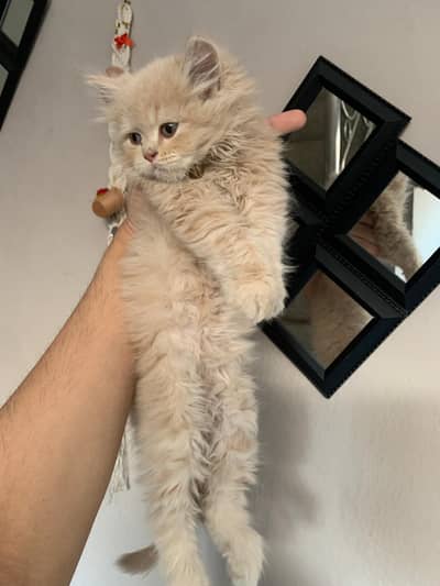 Persian kitten female