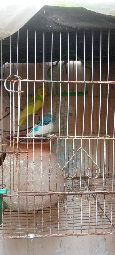 one couple parot australian