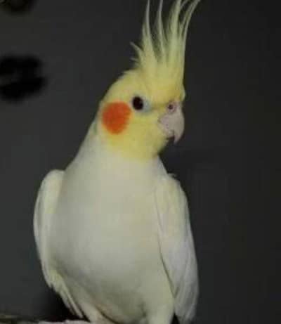 breeder male